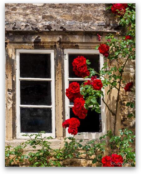 Window and Climbing Roses Fine Art Metal Print