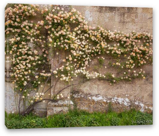 Climbing Roses on Lacock Abbey Fine Art Canvas Print