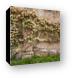 Climbing Roses on Lacock Abbey Canvas Print