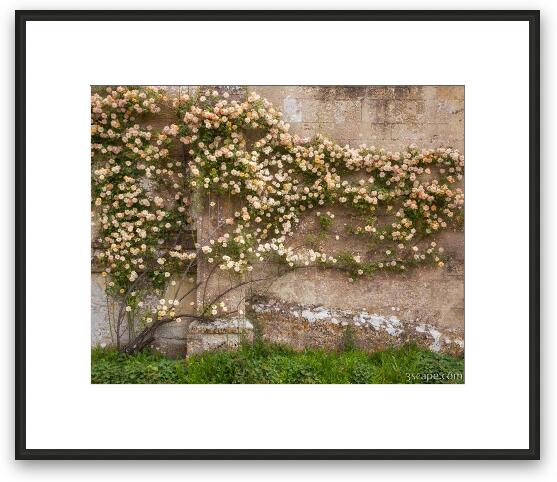Climbing Roses on Lacock Abbey Framed Fine Art Print