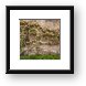 Climbing Roses on Lacock Abbey Framed Print