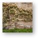 Climbing Roses on Lacock Abbey Metal Print