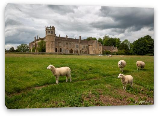 Sheep on Lacock Abbey Grounds Fine Art Canvas Print