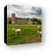 Sheep on Lacock Abbey Grounds Canvas Print