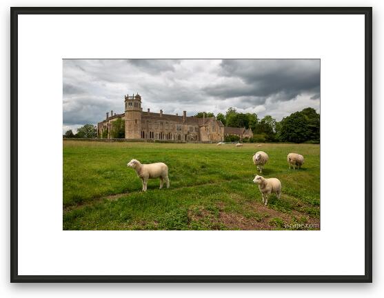 Sheep on Lacock Abbey Grounds Framed Fine Art Print