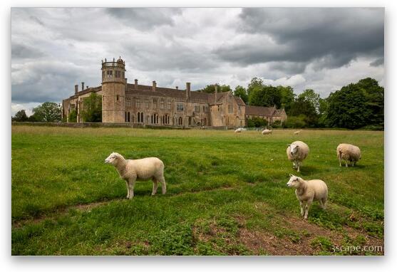 Sheep on Lacock Abbey Grounds Fine Art Print