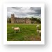 Sheep on Lacock Abbey Grounds Art Print