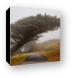 The Leaning Cypress Canvas Print