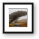 The Leaning Cypress Framed Print