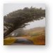 The Leaning Cypress Metal Print