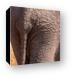 Elephant Butt Canvas Print