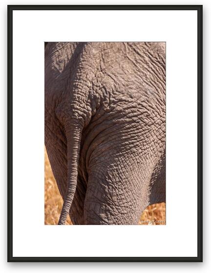 Elephant Butt Framed Fine Art Print