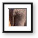 Elephant Butt Framed Print