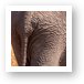 Elephant Butt Art Print