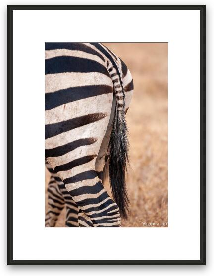 Zebra Behind Framed Fine Art Print