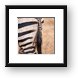 Zebra Behind Framed Print