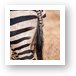 Zebra Behind Art Print