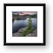 Baby Pine at Sylvan Lake Framed Print