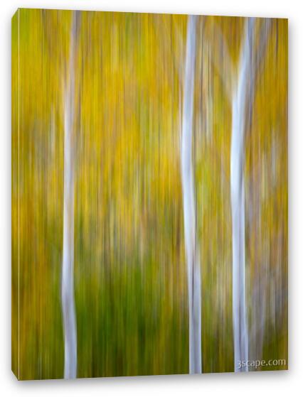 Three Aspens in Autumn Abstract Fine Art Canvas Print
