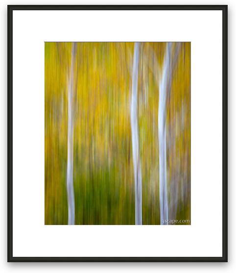 Three Aspens in Autumn Abstract Framed Fine Art Print