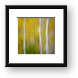 Three Aspens in Autumn Abstract Framed Print