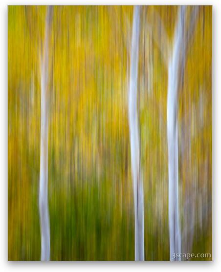Three Aspens in Autumn Abstract Fine Art Print