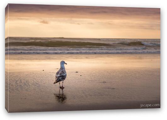 Seagull at Sunset Fine Art Canvas Print