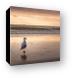 Seagull at Sunset Canvas Print