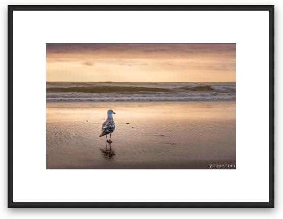 Seagull at Sunset Framed Fine Art Print