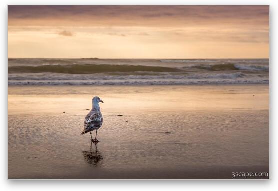 Seagull at Sunset Fine Art Metal Print
