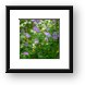 Wild Geraniums Framed Print
