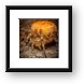 Orange Marbled Orb Weaver Close Up Framed Print