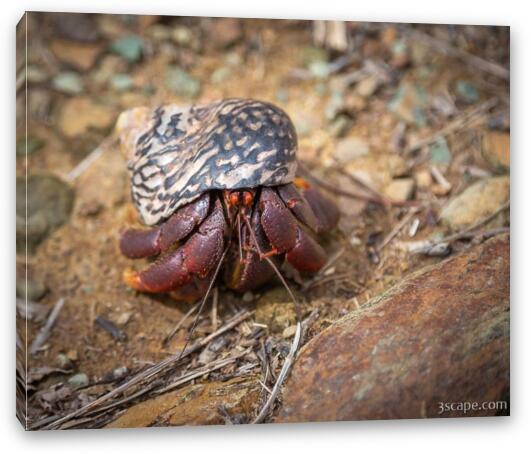 Hermit Crab Fine Art Canvas Print