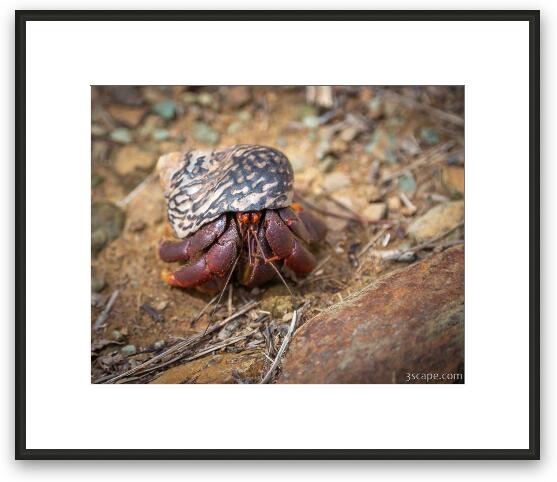 Hermit Crab Framed Fine Art Print