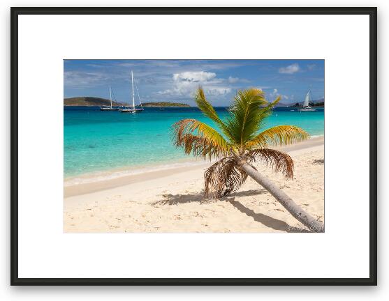 Honeymoon Beach Palm Tree Framed Fine Art Print