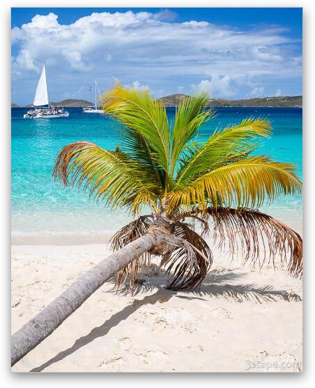 Honeymoon Beach Palm Tree Vertical Fine Art Metal Print