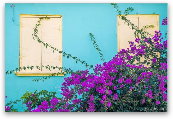Windows 3 Flower Windows and Flowers Fine Art Print by Adam Romanowicz