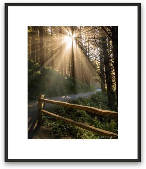 Sunbeams in Coastal Woodland Framed Fine Art Print