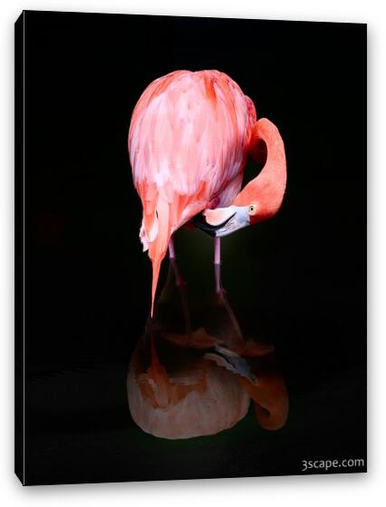 Pink Flamingo Fine Art Canvas Print