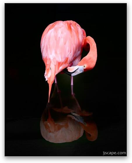 Pink Flamingo Fine Art Metal Print