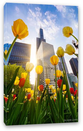 Chicago Tulips & Willis Tower Morning Fine Art Canvas Print