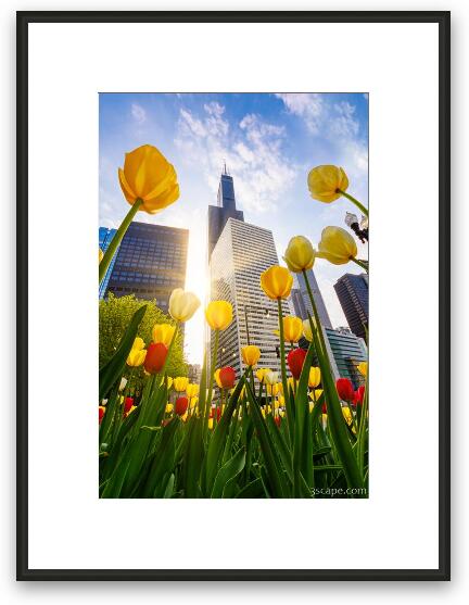 Chicago Tulips & Willis Tower Morning Framed Fine Art Print
