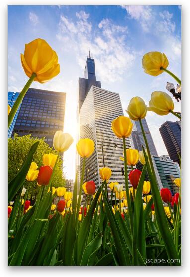 Chicago Tulips & Willis Tower Morning Fine Art Metal Print