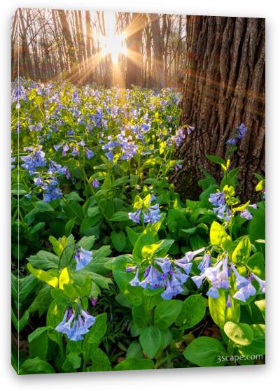 Spring Sunshine Over Virginia Bluebells Fine Art Canvas Print