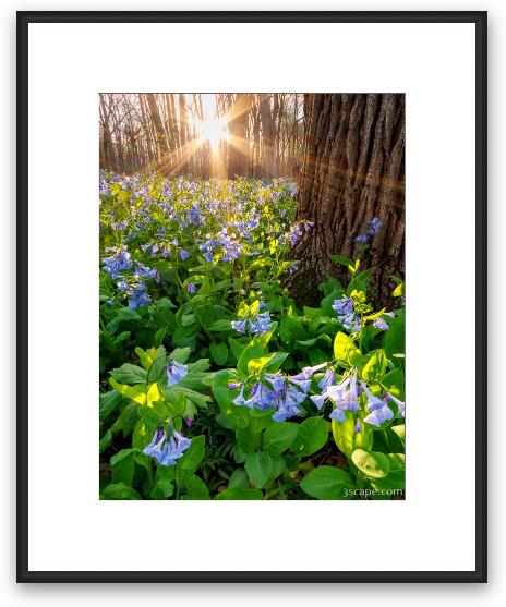 Spring Sunshine Over Virginia Bluebells Framed Fine Art Print