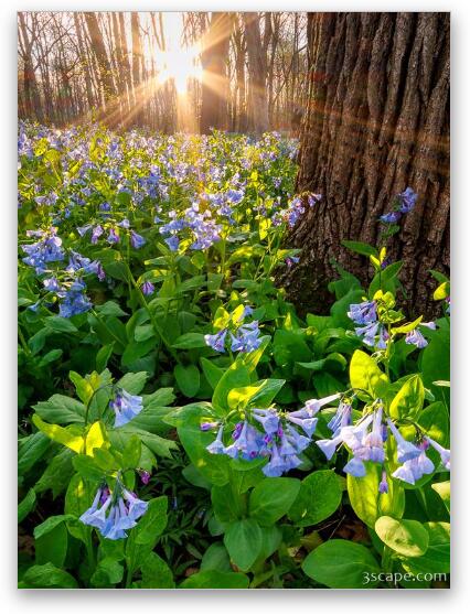 Spring Sunshine Over Virginia Bluebells Fine Art Metal Print