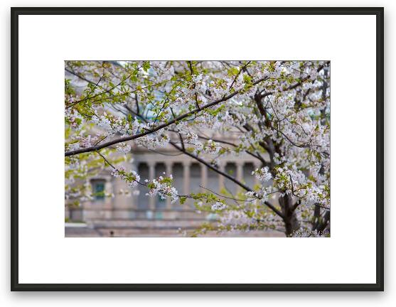 Cherry Blossoms at MSI Chicago Framed Fine Art Print