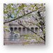 Cherry Blossoms at MSI Chicago Metal Print