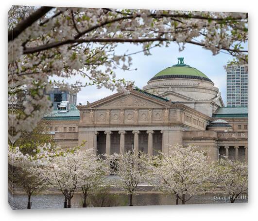 Museum of Science and Industry in Spring Fine Art Canvas Print