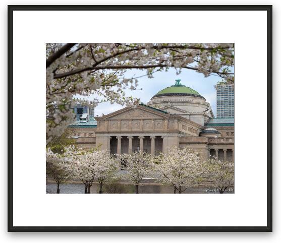 Museum of Science and Industry in Spring Framed Fine Art Print